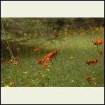 several different types of flowers in the meadows