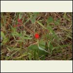 wild strawberries! discovered by Marie-Jose. Thanks MJ!