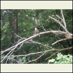 River eagle :) River eagle :)