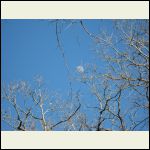 moon through the trees @ day