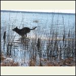 Dog frolicking Dog frolicking