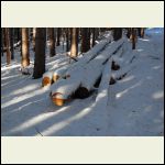 Future log cabin style woodshed