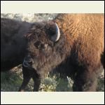 bison