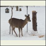 deer coming for snack