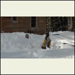 Kids making tunnels through the snow.