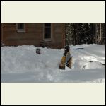 Kids making tunnels through the snow. Kids making tunnels through the snow.