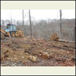 Taking Down the Trees - Taking Out the Stumps