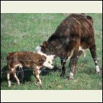 Baby Calf's First Steps