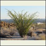 Ocotillo starting to flower