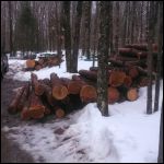 Logging begins3