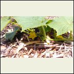 cucumber plant