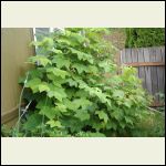 wild thimble berry bush