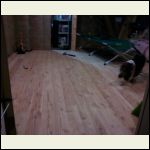 larch flooring