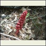 snowberry, or snowflower