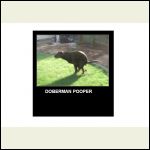 Doberman Pooper