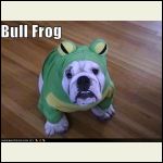frog dog