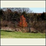 One view from the back porch.