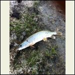 20" jack fish.