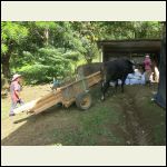 Hauling wood for the balcony.