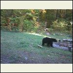bear.JPG bear.JPG