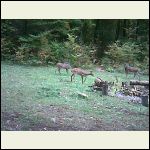 deer.JPG deer.JPG