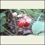 wild strawberries