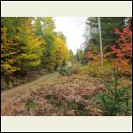 Fall, near cabin