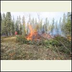 Fire abatement behind the cabin...I am building a helipad too.