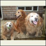 My three goldens - always laughing at me working away while they relax