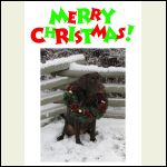 Christmas_card_2012..jpg