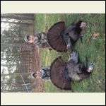 Both boys tagged out first 30min! Both boys tagged out first 30min!