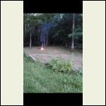 Clearing out the timbered food plot Clearing out the timbered food plot