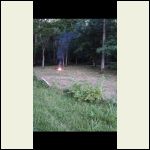 Clearing out the timbered food plot