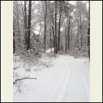 ATV trail or winter wonderland?