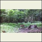 Bobcat Bobcat