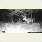 Largest buck so far Largest buck so far
