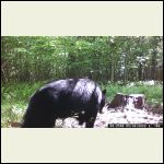 bear bear