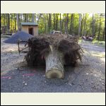 Hickory tree that needed to come down Hickory tree that needed to come down