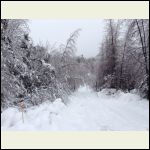 Ice covered trees