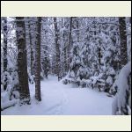 Path to Cabin