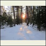 Forest, winter, before sunset