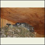 the baby birds are ready to fly the baby birds are ready to fly