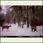 deer_MFDC1441.JPG deer_MFDC1441.JPG