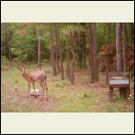 Buck Buck