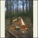 Stripped logs