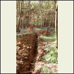 The trench winds through the bluebells