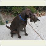 Molly with a grouse