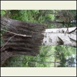 birch growing from old stump