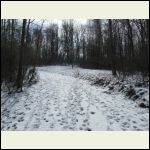 Lane in winter - no human tracks