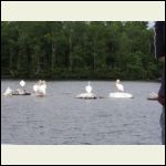 pelicans